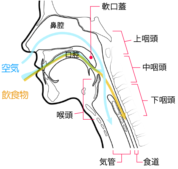 頭頚部の解剖