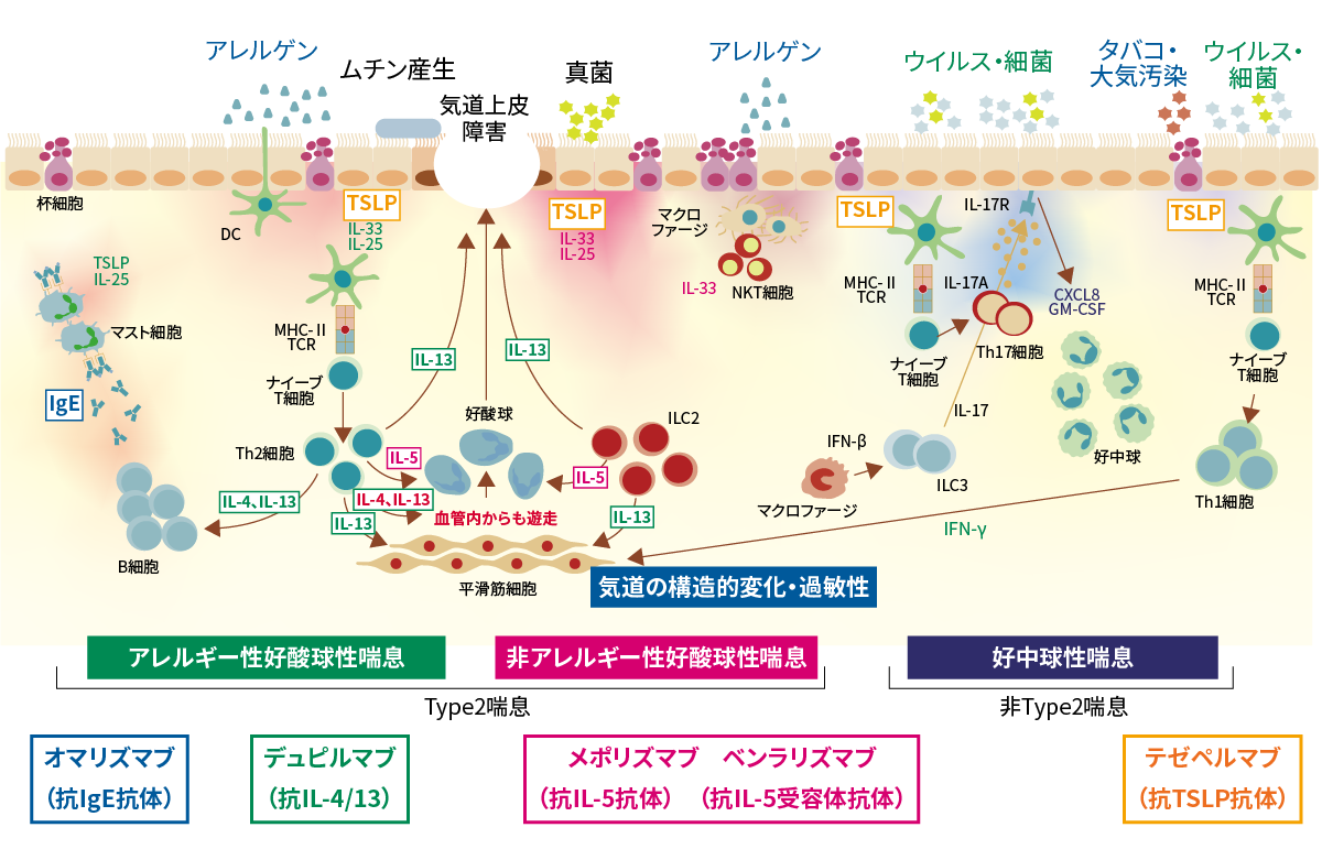 喘息の病態