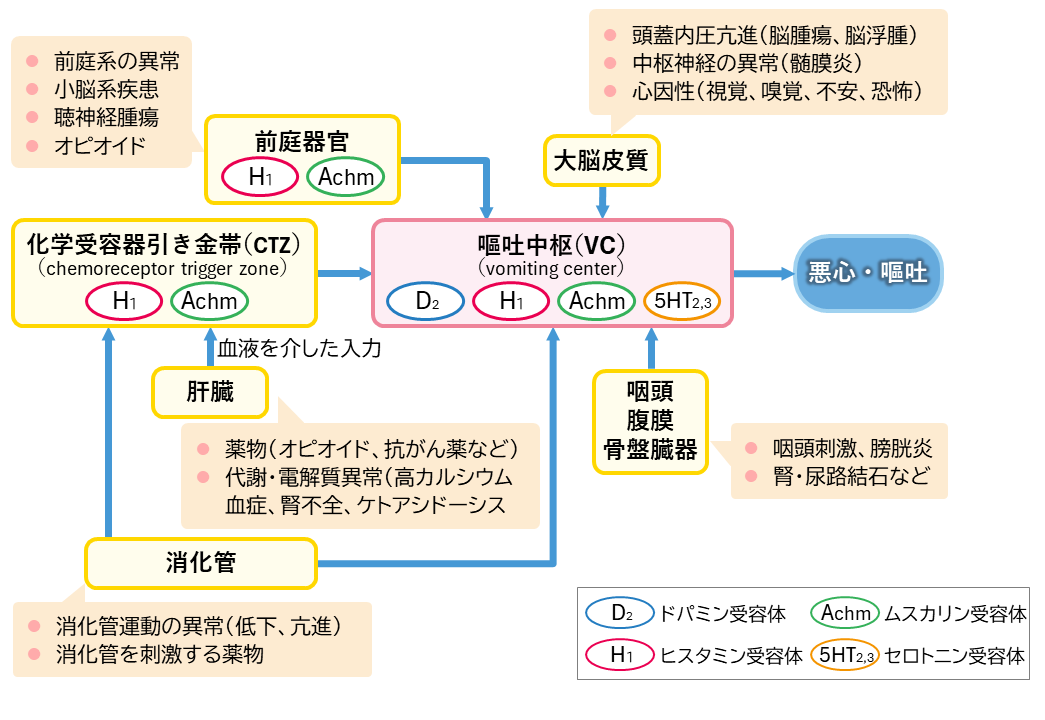 悪心・嘔吐のメカニズム