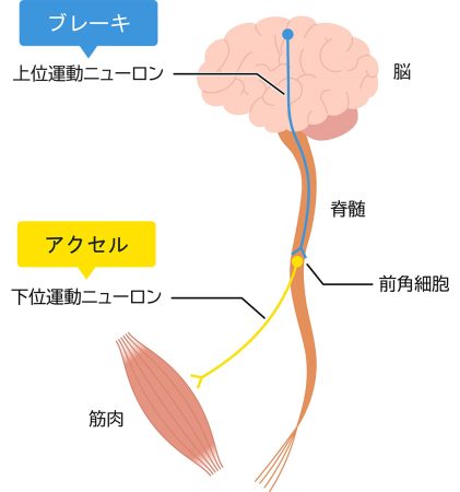 運動神経のしくみ
